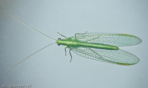 March Project, Perhaps?-20110309_lacewing_7002-sm.jpg