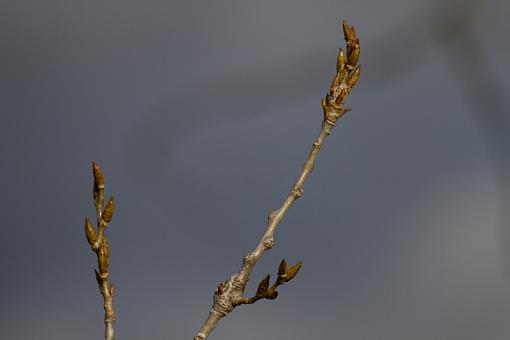 March Project, Perhaps?-20110311_cottonwoodbuds_7032-sm.jpg