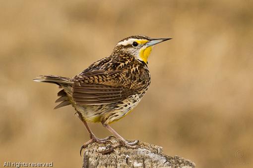 March Project, Perhaps?-20110328_meadowlark_7301-sm.jpg