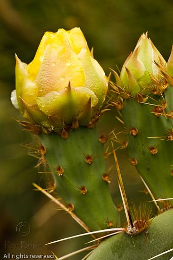 Call for May-20110409_azcactusblossom_7688.jpg