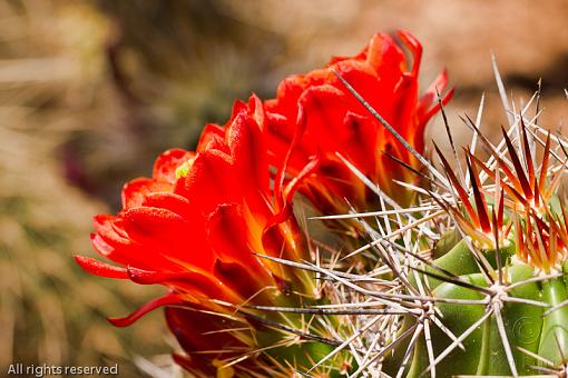 Call for May-20110410_azcactusblossom_7743.jpg