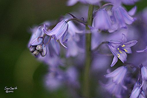 More May flowers-purple-bell-flower_3537-copy.jpg