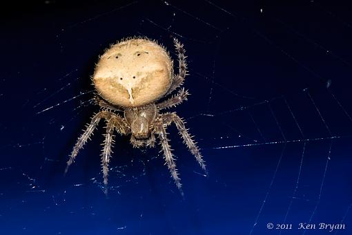 August Project: In_Close-20110817_spider_xsi_3445.jpg