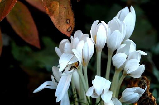 October Project : Fall Atmosphere-fall-crocii.jpg