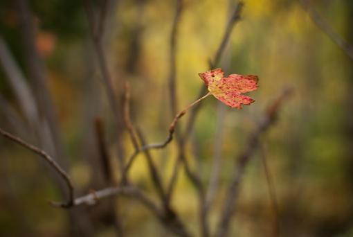 October Project : Fall Atmosphere-20111006-nature-23.jpg