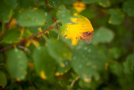 October Project : Fall Atmosphere-20111006-nature-20.jpg