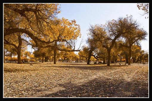 October Project : Fall Atmosphere-fallleaves.jpg