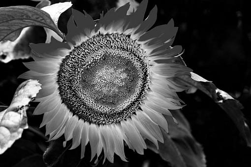 January 2012 Project - B&amp;W Photography-sunflower.jpg