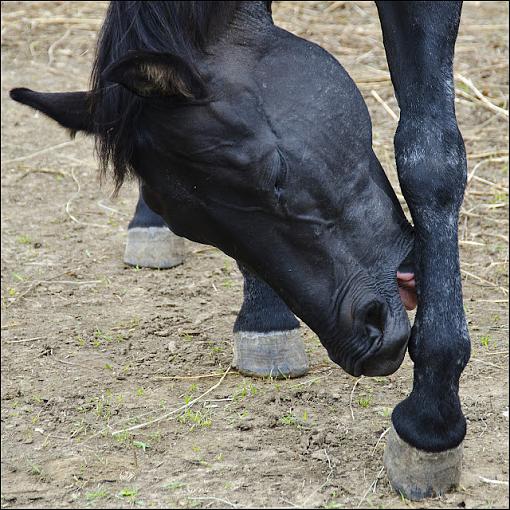 August project....animals-dsc_0249-2.jpg