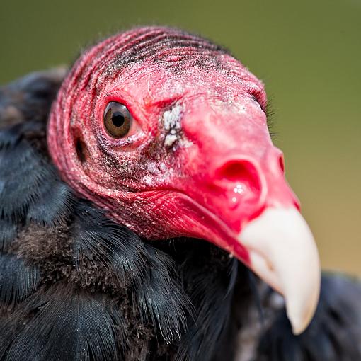 August project....animals-turkey-vulture.jpg