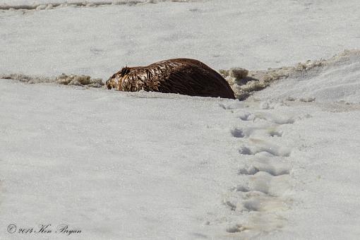 March project: Tracks-20140308-icejam-6826-edit.jpg