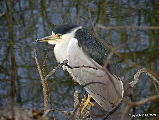 Photoshop edit please-black_crowned_night_heron-3738_edited.jpg