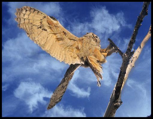 PP question- Adding Clouds-owl_landingsmclouds.jpg