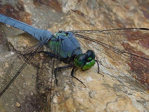 Blue Dragonfly for Pink Dragonfly-dragonblueclose.jpg