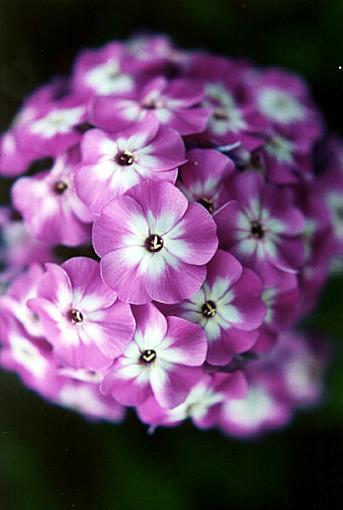 Hopefully I won't be banished from Clan O'Canon... but...-phlox2.jpg