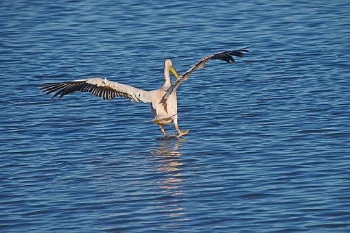 Anybody with experience of Tamron 200-500mm/Sigma 150-500mm?-pelican-nam-09-_dsc1292r.jpg