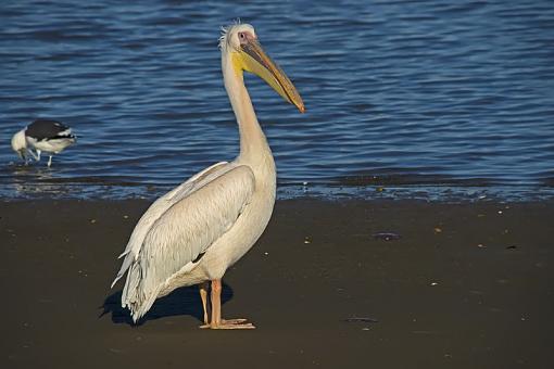 a850 soft images out of camera?-pelican-nam-09-_dsc1296r.jpg