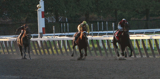 Belmont - Fall Championship Race Day-img_7753-_-down-stretch.gif