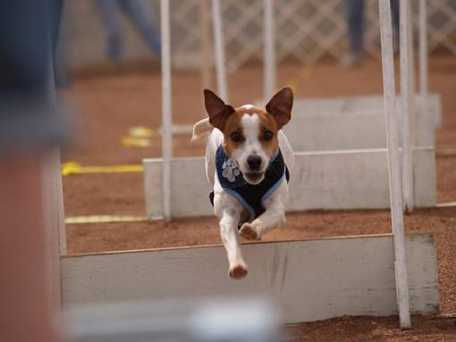 Flyball-tinkerjump.jpg