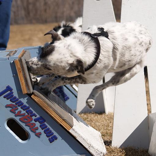 Flyball-apachesmaller.jpg