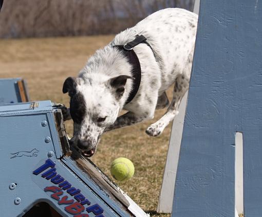 Flyball-apachesmaller2.jpg