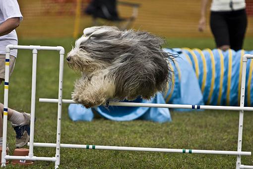 Tried something different this weekend - part 2-20080802_agility_1623.jpg