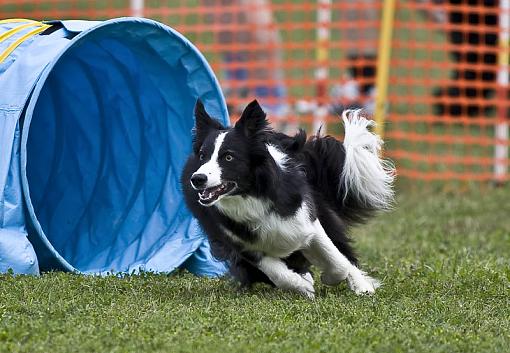 Tried something different this weekend - part 2-20080802_agility_1662.jpg