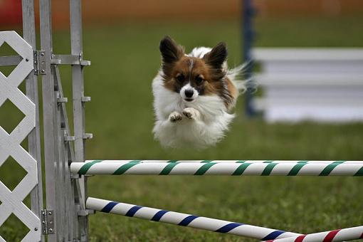 Tried something different this weekend - part 2-20080803_dog-agility_1865.jpg