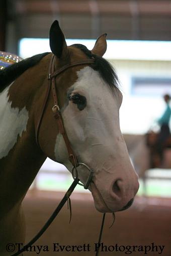 Horse Show...-shs11.jpg