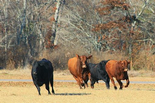 I almost got hit at the track today-cows.jpg