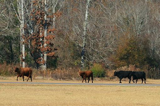 I almost got hit at the track today-cows1.jpg