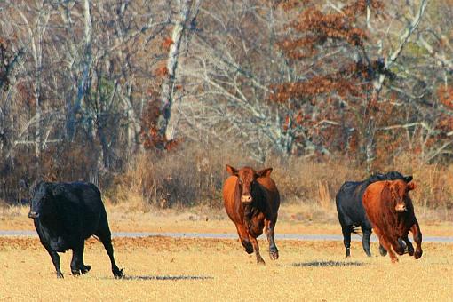 I almost got hit at the track today-cows3.jpg