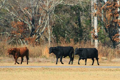 I almost got hit at the track today-cows2.jpg