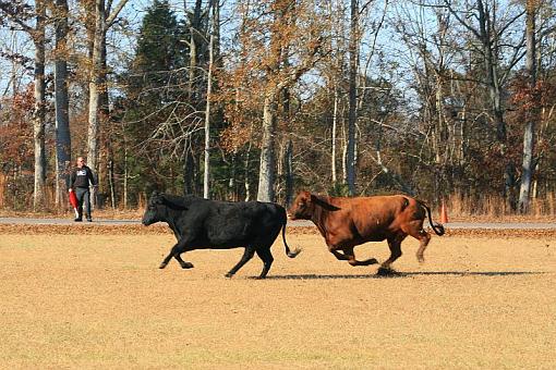 I almost got hit at the track today-cows4.jpg