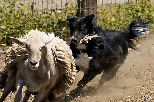 Is sheep herding a sport?-sj1_7477.jpg