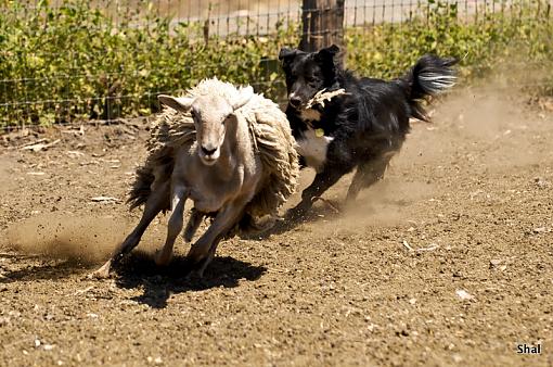 Is sheep herding a sport?-sj1_7477-1-.jpg