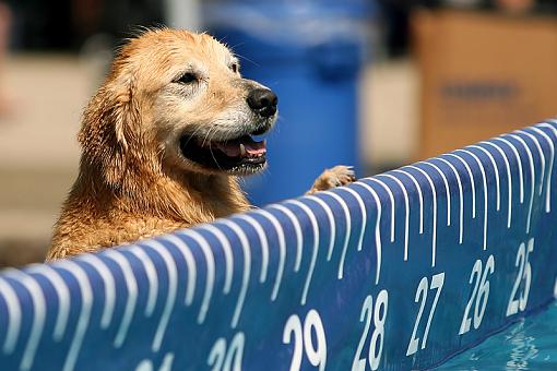 Dock Dogs-4.jpg