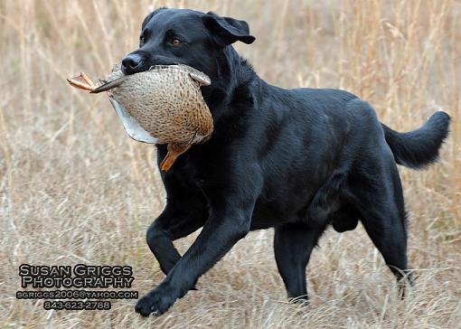 Retrievers and Ducks-sgp_5784-web.jpg