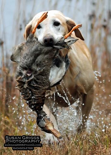 Retrievers and Ducks-sgp_5929-web.jpg