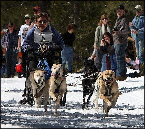 Iditarod Dogsled Qualifying Races-1.jpg