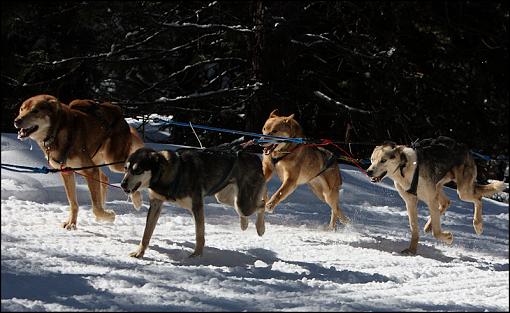 Iditarod Dogsled Qualifying Races-3.jpg