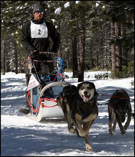 Iditarod Dogsled Qualifying Races-4.jpg