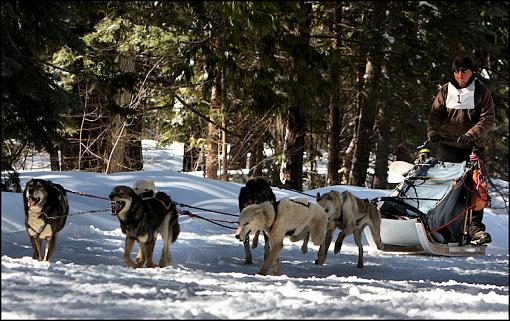 Iditarod Dogsled Qualifying Races-5.jpg