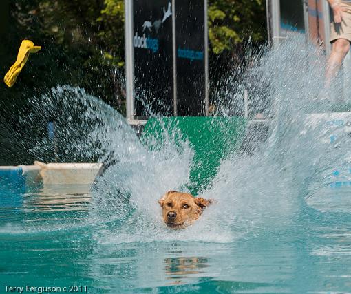 Dock Jumping...-ae_dsc3576.jpg