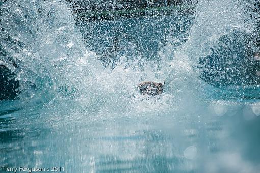 Dock Jumping...-bd_dsc3280.jpg