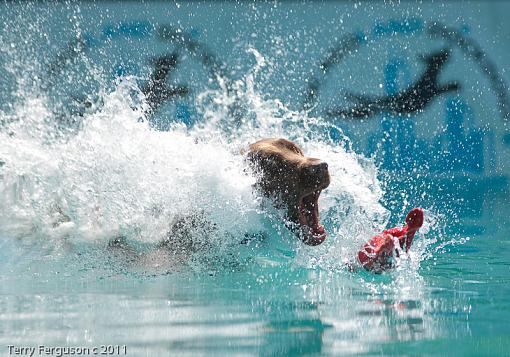 Dock Jumping...-be_dsc3292.jpg