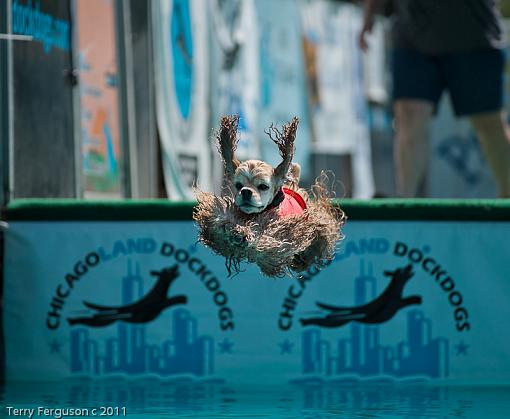 Dock Jumping...-cb_dsc3443.jpg