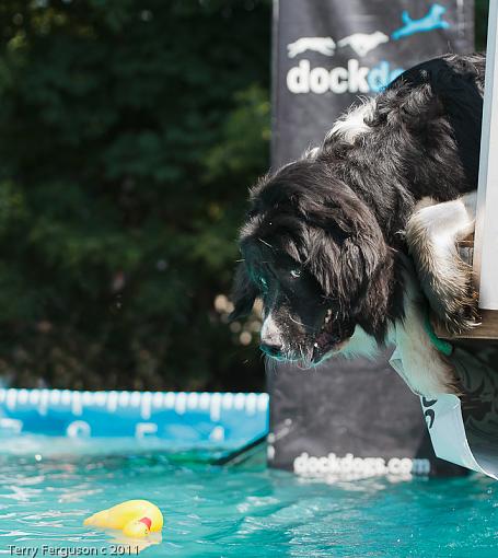 Dock Jumping...-cd_dsc3510.jpg