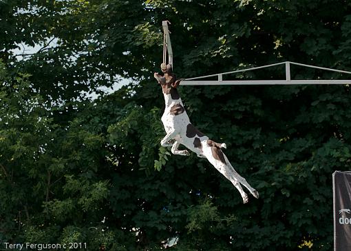 High jumping-dd_dsc3668.jpg