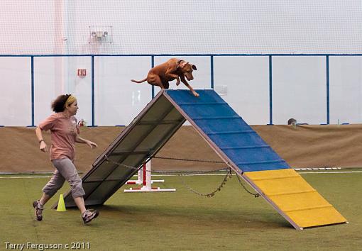 More Agility...-_dsc4204.jpg